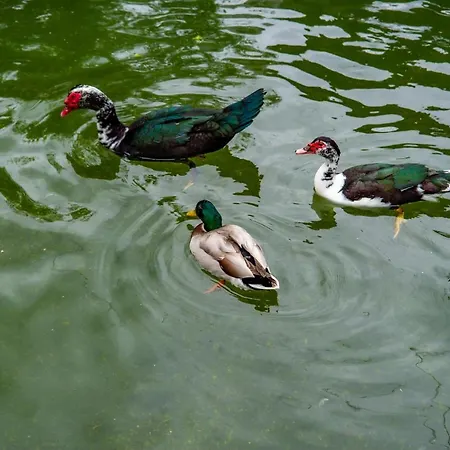 Quinta De Chousas - - Braga